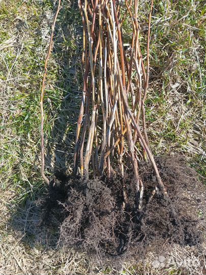 Саженцы малины Овация