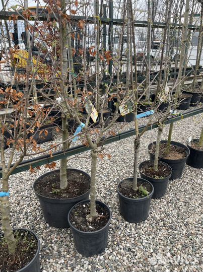 Яблоня на штамбе