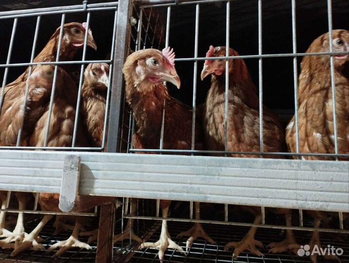 Куры Несушки