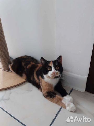Кошка в дар