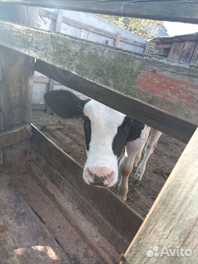 Продам телят
