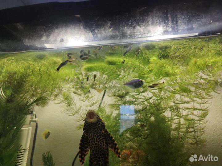 Аквариум
