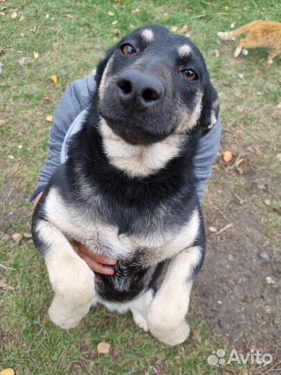 Отдам добрым сердцам