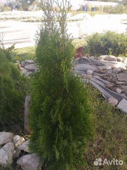 Продам свое