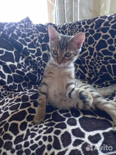 Ласковый котенок