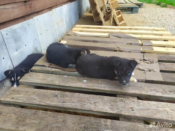 Щенки, 4 девочки, метисы хаски подброшены к приюту