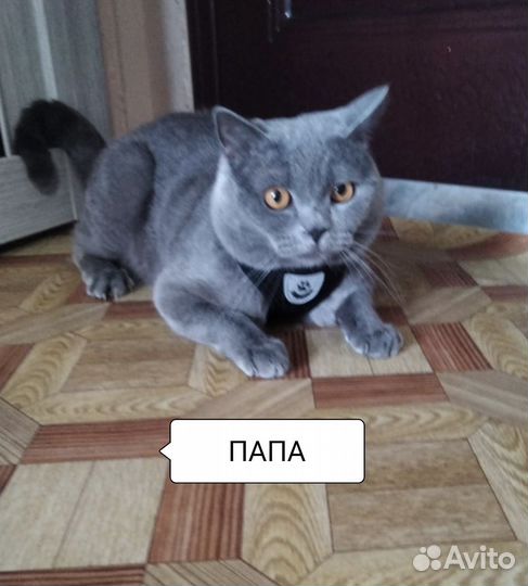 Британская