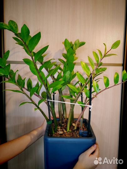 Замиокулькас вариегатный, большой