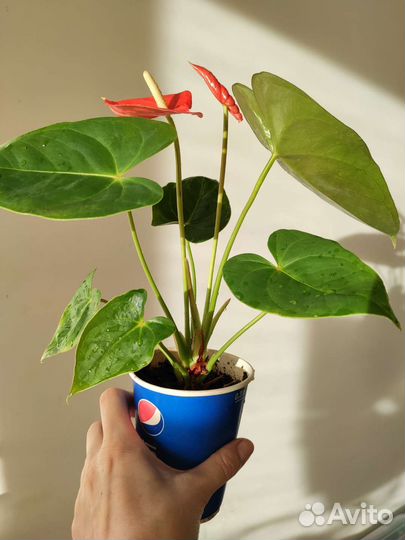 Антуриум красный