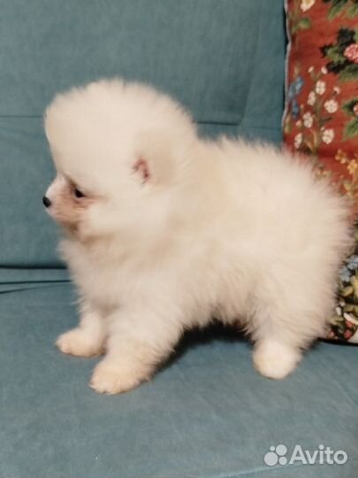 Щенки шпица