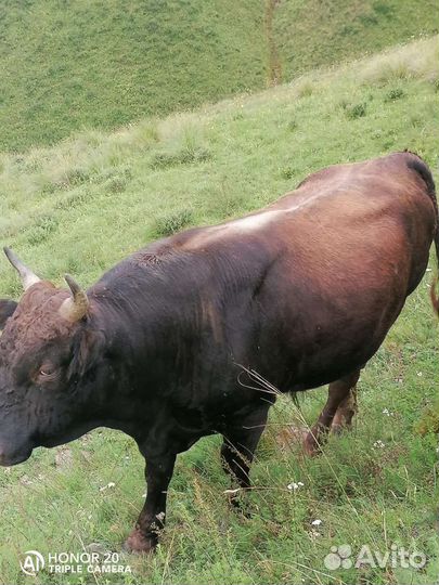 Бычки и быки