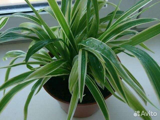 Хлорофитум Лаксум. Полезный живой подарок