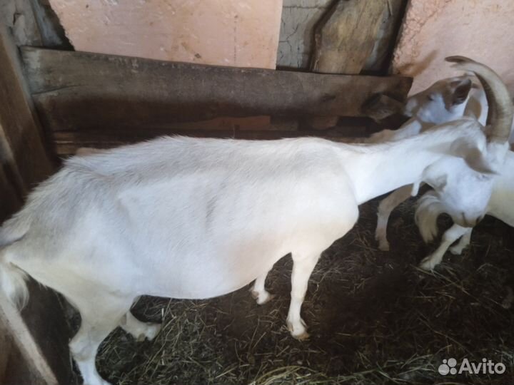 Козы и козлята