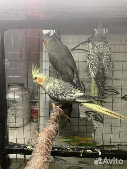 Молодые кореллы