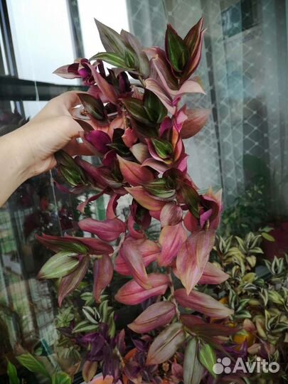 Традесканция сортовая большой куст