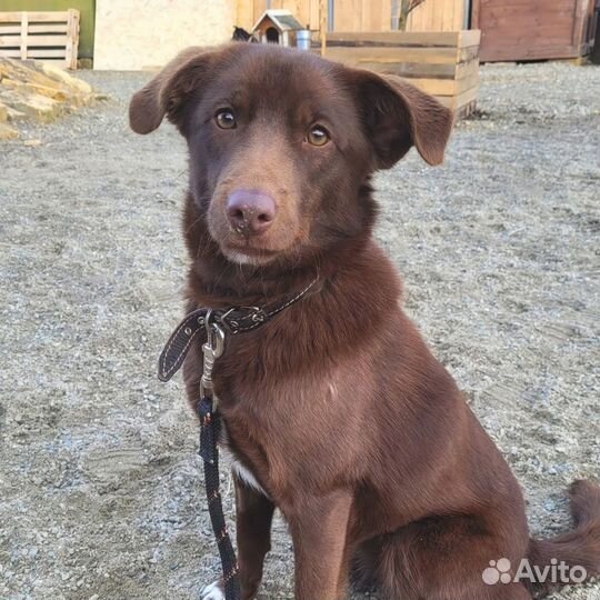 Собака ищет дом