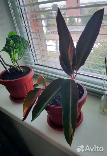 Строманта триколор