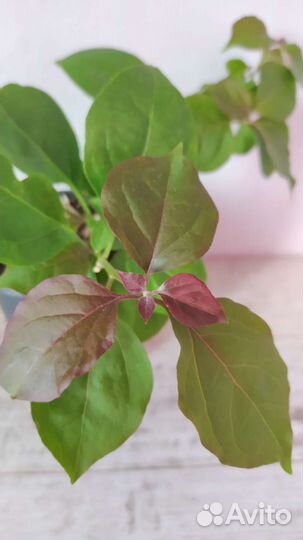 Бугенвиллея Magenta glori