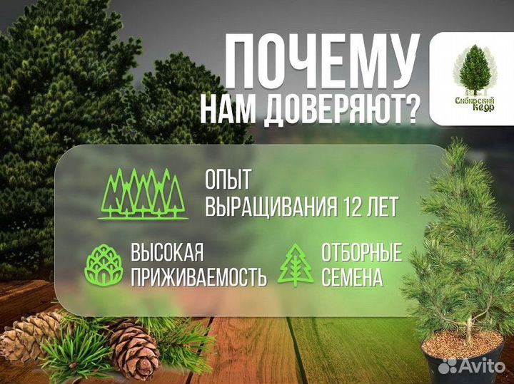 Саженцы кедра экстра класс