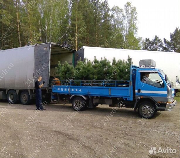 Саженцы сибирского кедра экстра класс