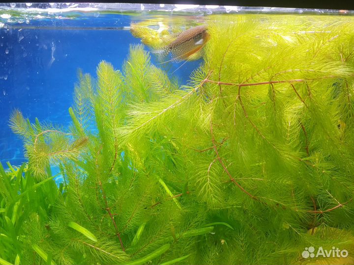 Продам роголистник