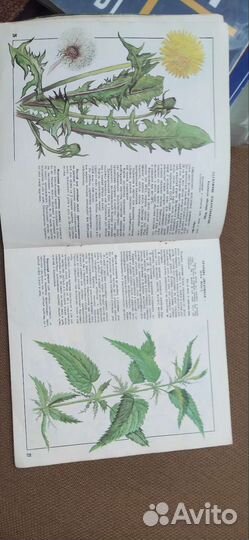 Лекарственные растения книга