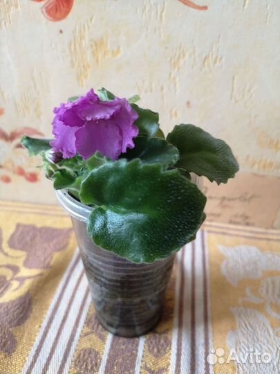 Фиалка цветущая