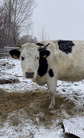 Корова на мясо