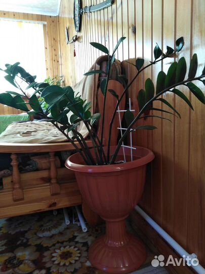 Комнотные растения