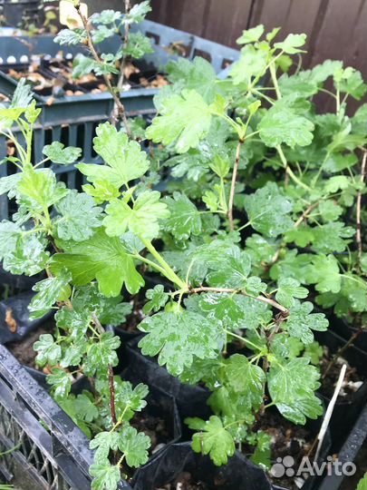 Саженцы крыжовник сортовой, черный и красный