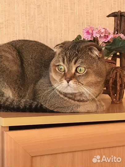 Вислоухий кот на вязку