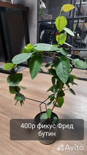 Суккулент, кашпо череп