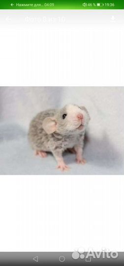 Крысята (рэкс, сфинкс, бурмиз, longhaer) дамбо