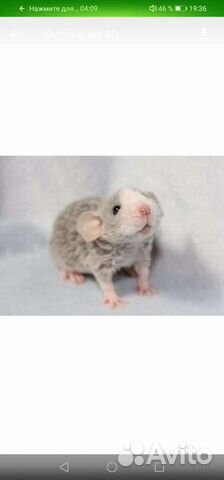 Крысята (рэкс, сфинкс, бурмиз, longhaer) дамбо