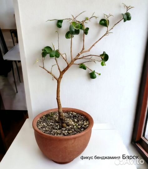 Фикусы сортовые