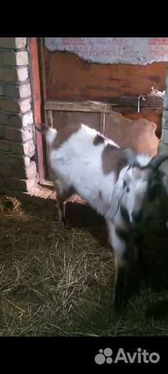 Козел производитель