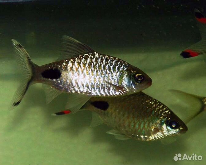 Барбус Филаментоза (Puntius filamentosus)