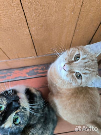 Котик в добрые руки
