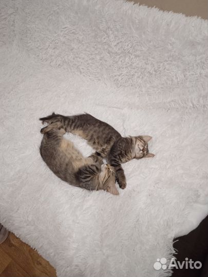 Котик в добрые руки
