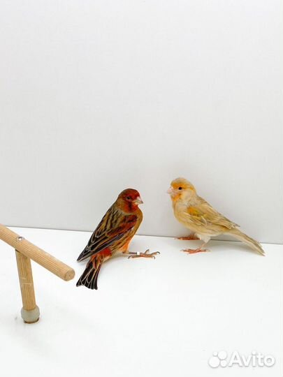 Кенара и канарейки