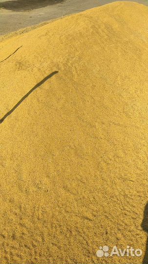 Просо желтое