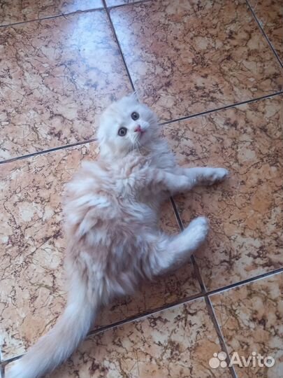 Шотландские котята