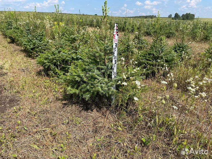 Ель сербская