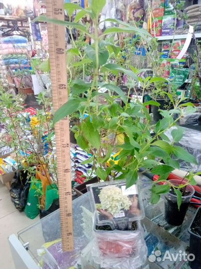 Гортензия метельчатая Скайфолл