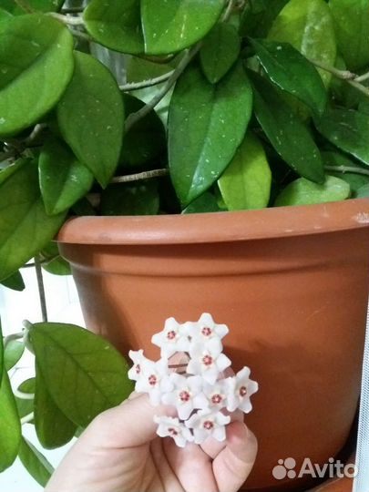 Хойя и 2 отростка с корнями