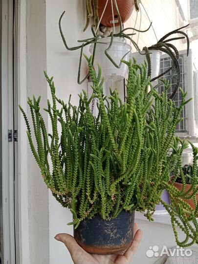 Суккуленты