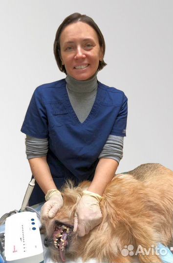 Стерилизация, чистка зубов ветеринарный врач