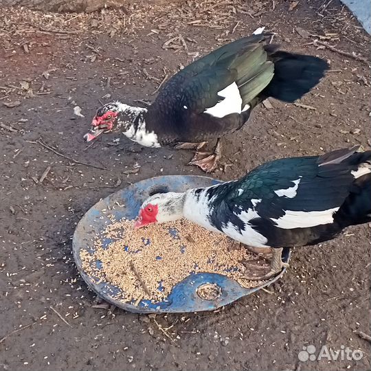 Индоутки, (селезни,яйца,утята)