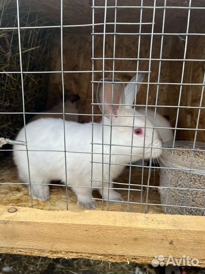 Кролики на племя