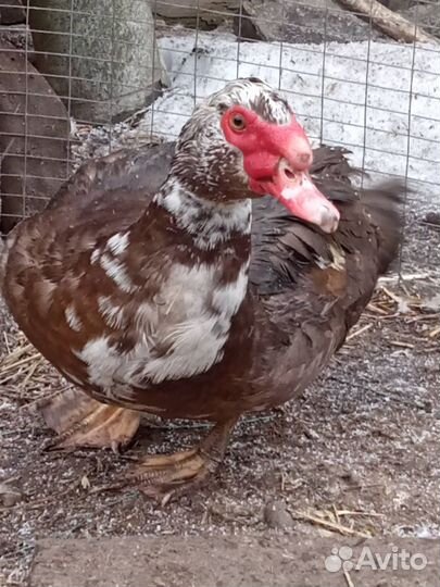 Индоутки и семья гусей